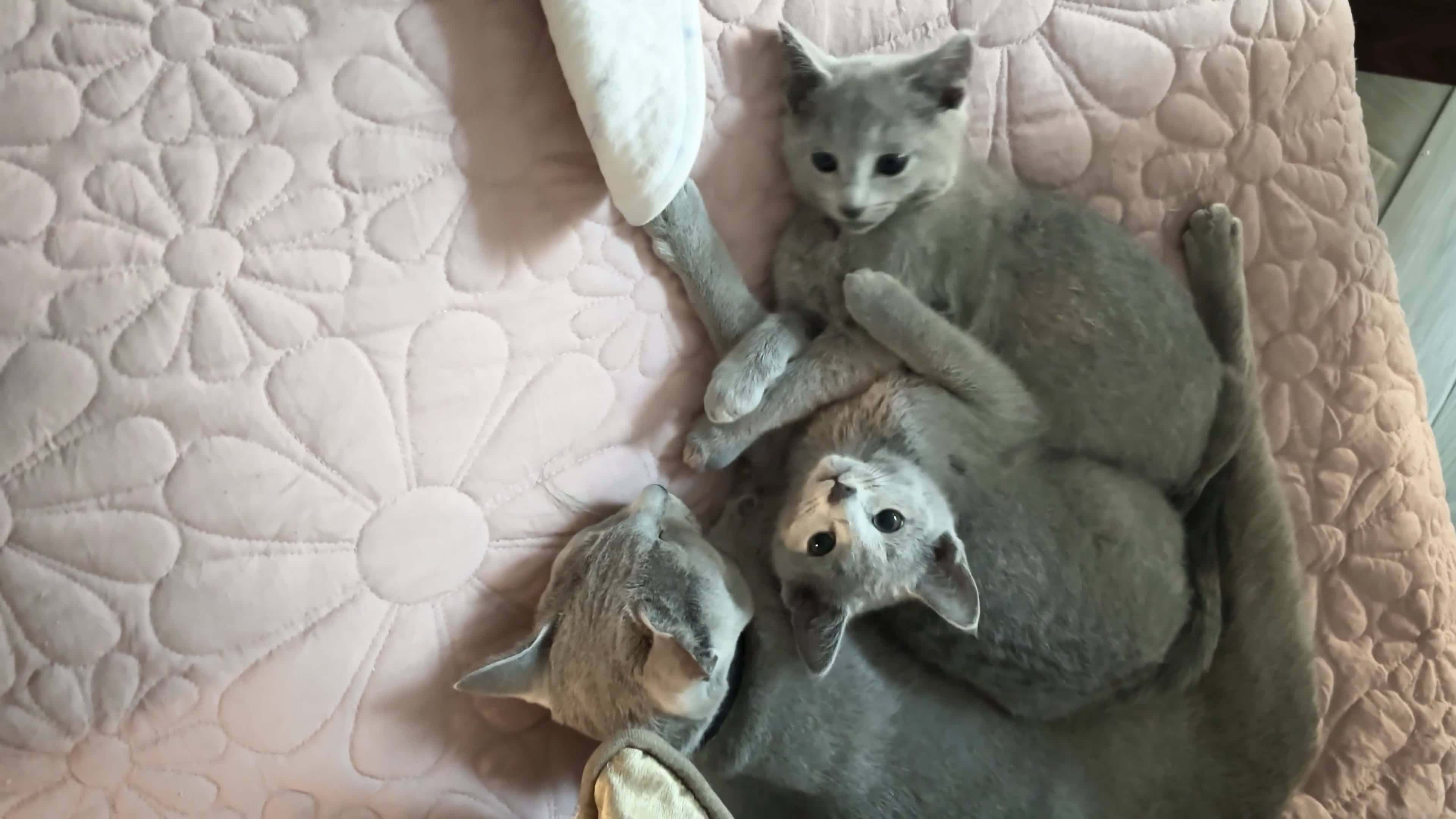 Russian Blue cats for sale: ***Gorgeous TICA Russian Blue Kitten Girl*** - Video 2