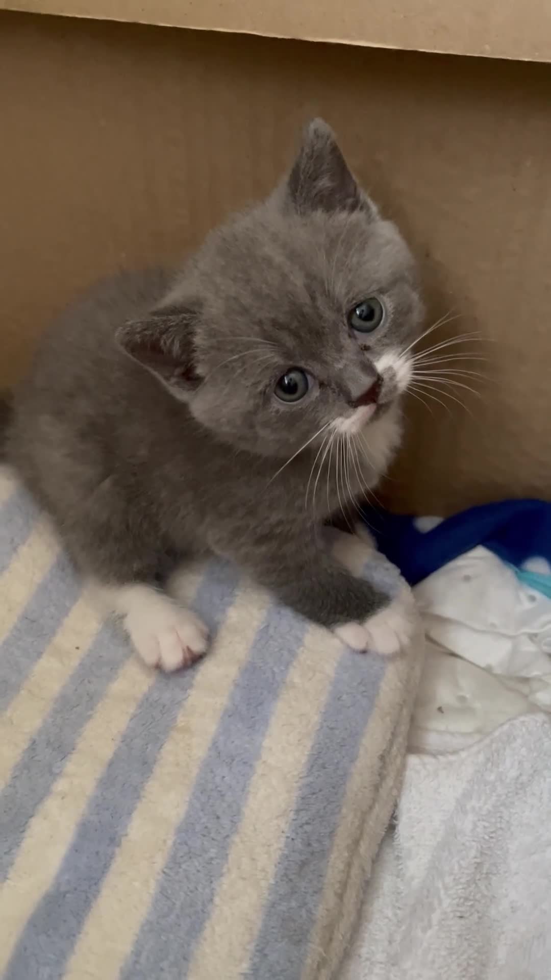 Scottish Fold cats for sale: 3 Scottish Fold kittens  - Video 2