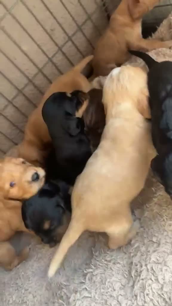 Cocker Spaniel dogs for sale: 💙7 BEAUTIFUL BOY PUPPIES. 3 WEEKS OLD💙 - Video 1