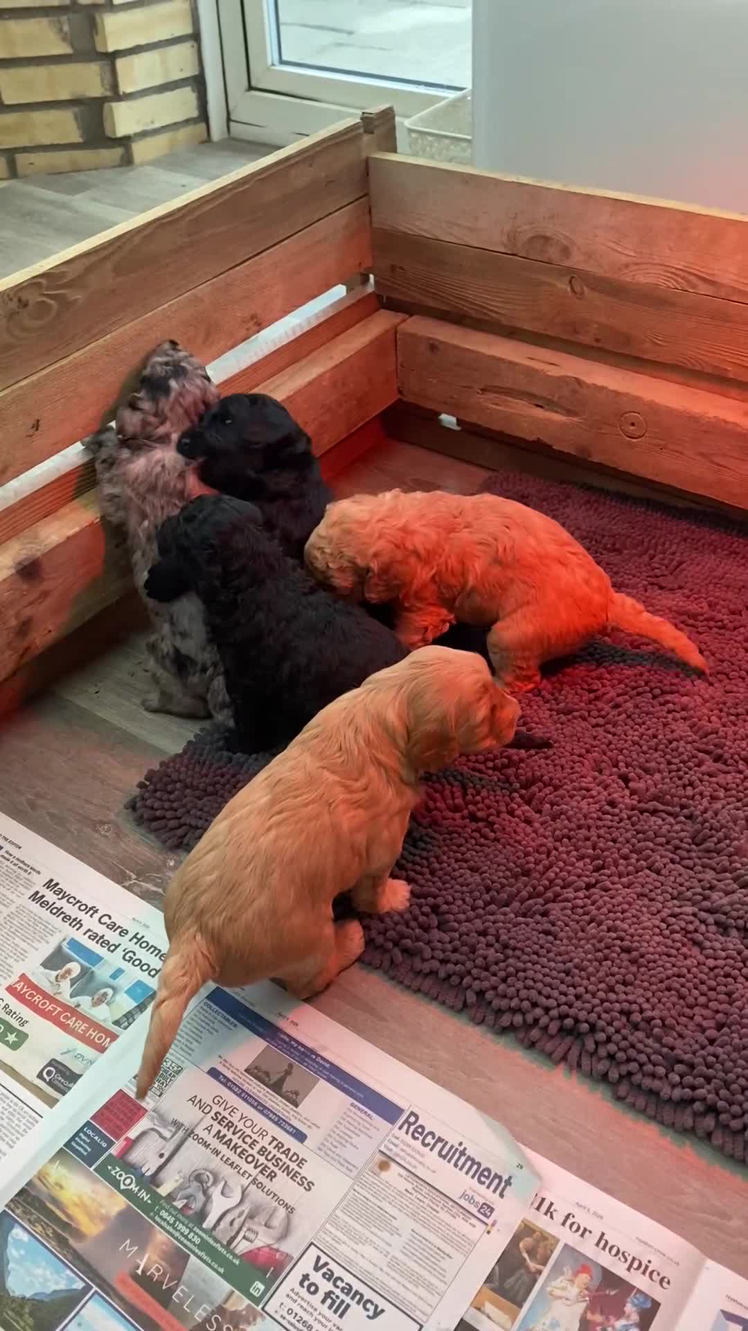 Goldendoodle dogs for sale: Rosa's Rascals Miniature Goldendoodles F2BB's - Video 3