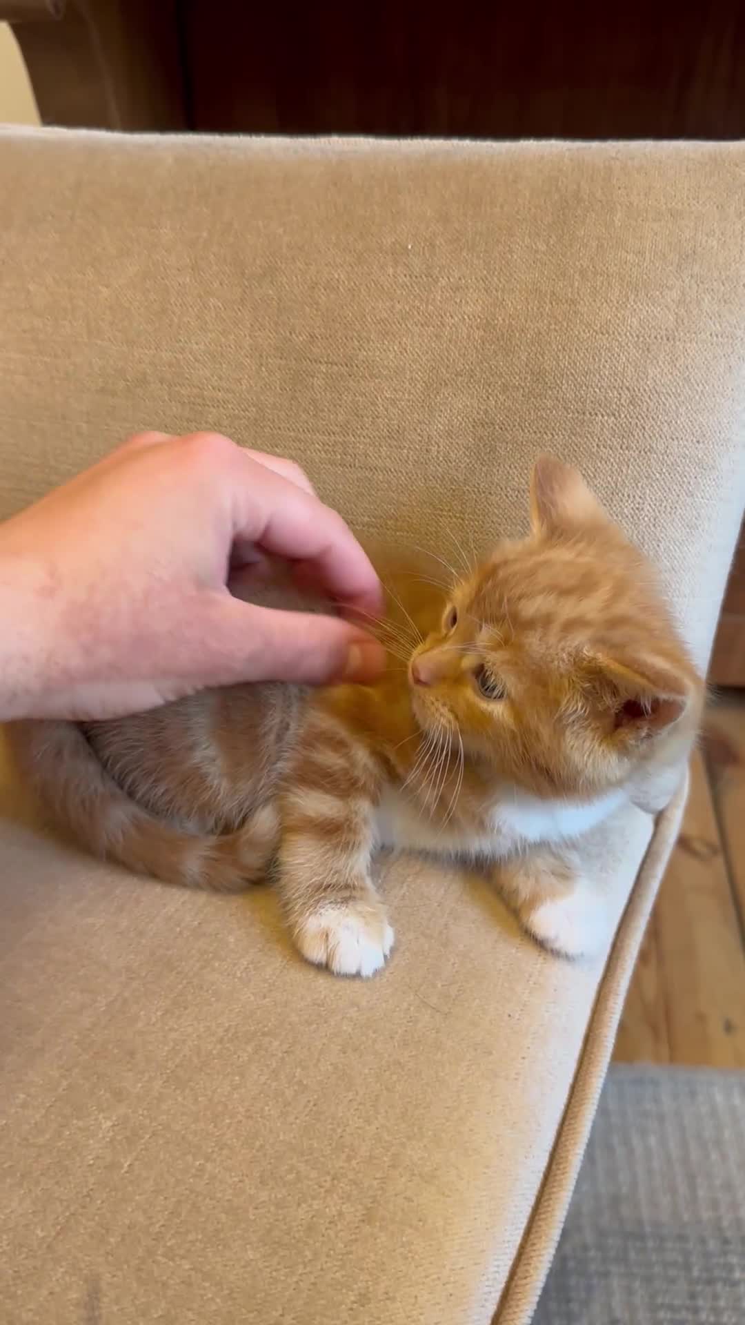 Mixed Breed cats for sale: Ready to go 4 ginger boy 1 tabby girl - Video 3