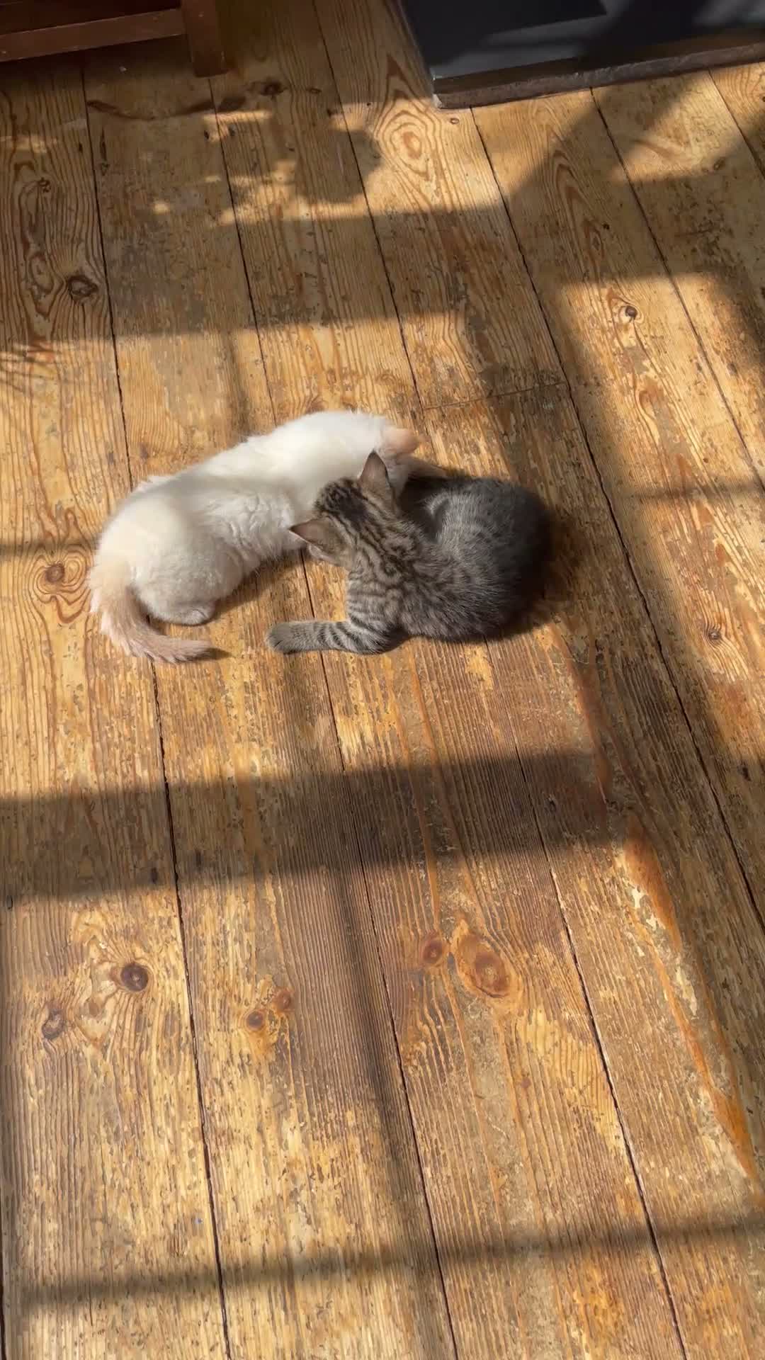Mixed Breed cats for sale: Kittens - Video 1