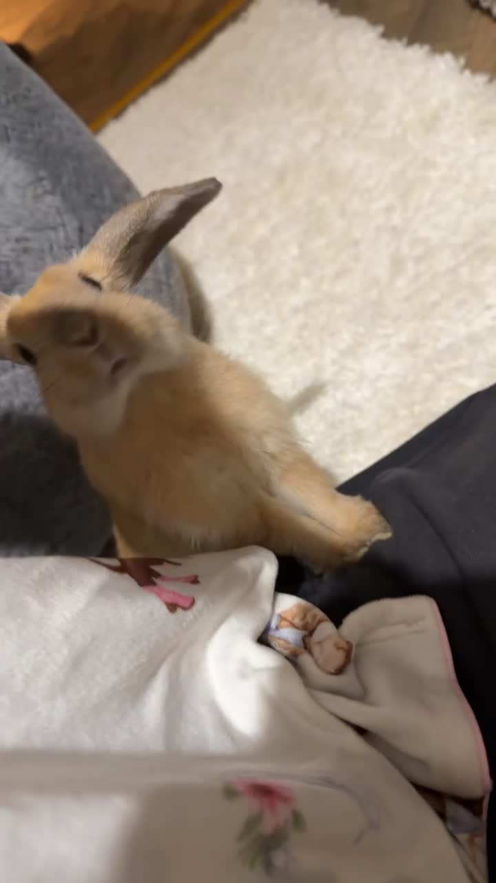 Netherland Dwarf rabbits for sale: 12 week Dwarf bunny  - Video 1