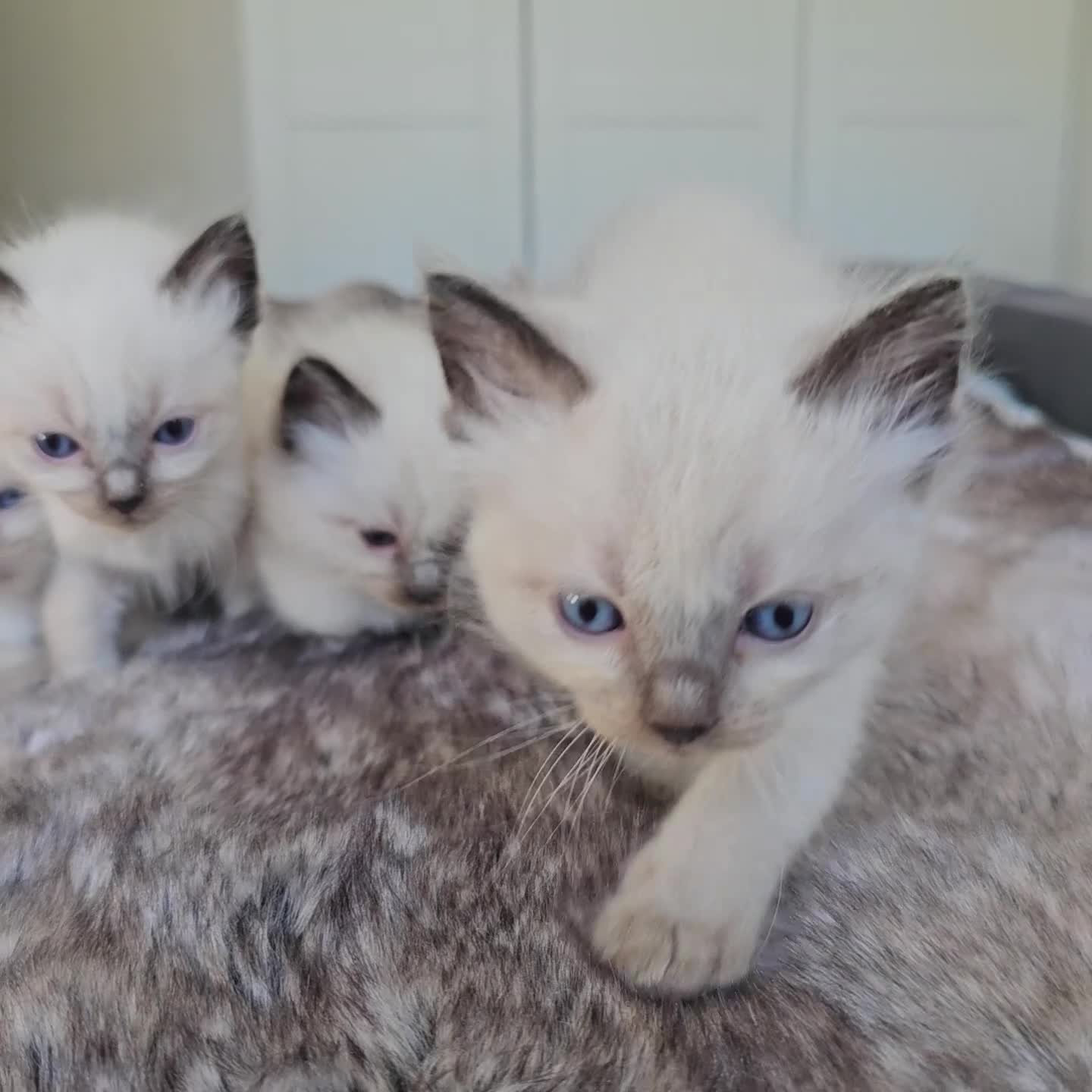 Ragdoll cats for sale: stunning  ragdoll kittens  - Video 1