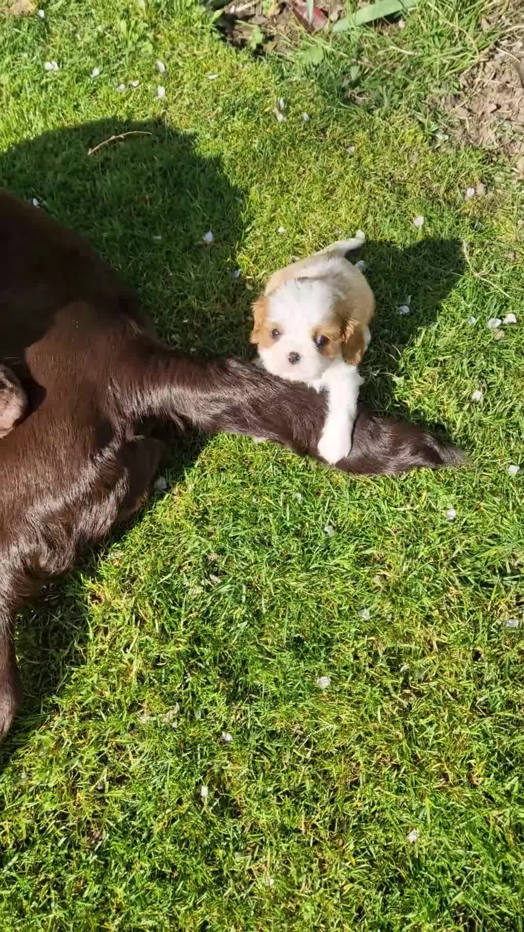 Cavalier King Charles Spaniel dogs for sale: Quality blenheim cavalier king charles puppies - Video 1