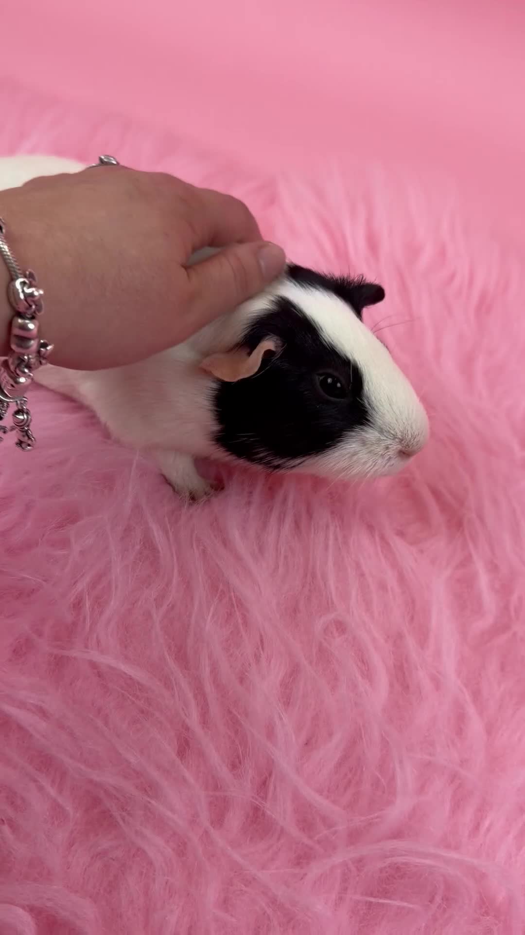 Guinea Pig rodents for sale: Bobbie The Guinea Pig - Video 1