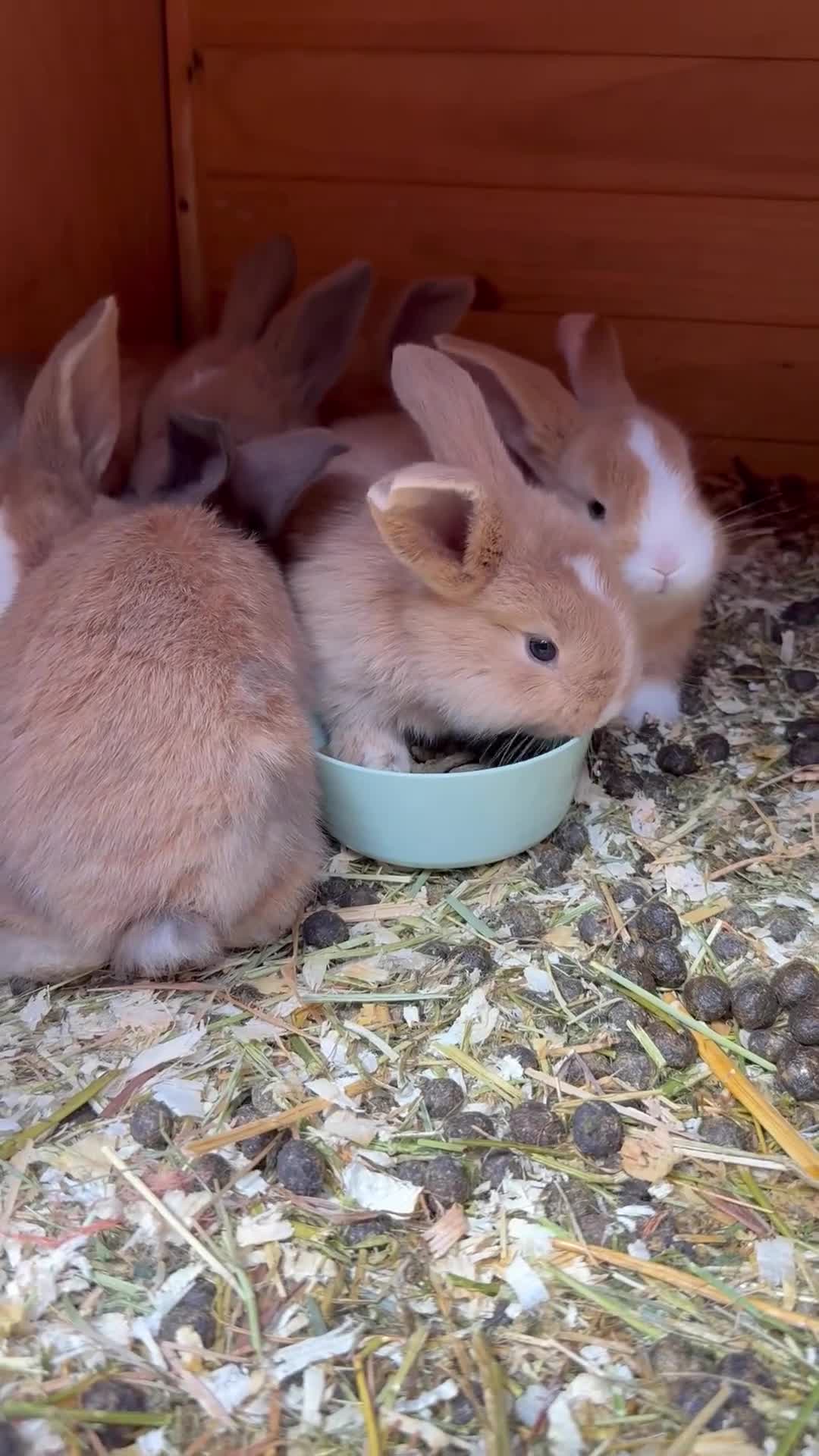 Continental Giant rabbits for sale: gorgeous continental giantxFrench lop READY TO GO - Video 1