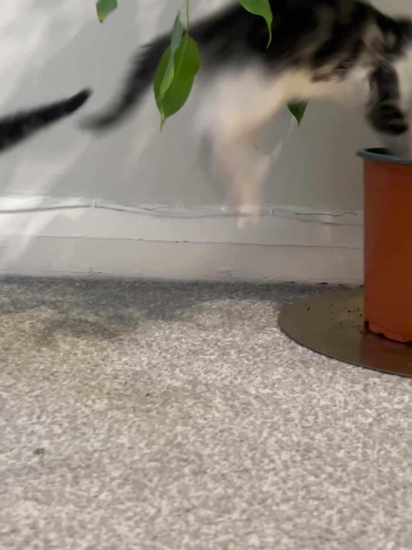 Mixed Breed cats for sale: Kittens  - Video 1