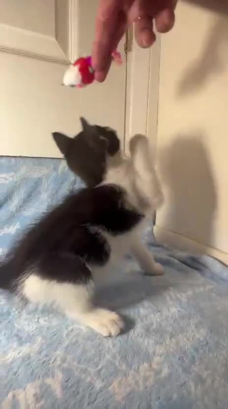Mixed Breed cats for sale: 3 Lovely Kittens - Video 3