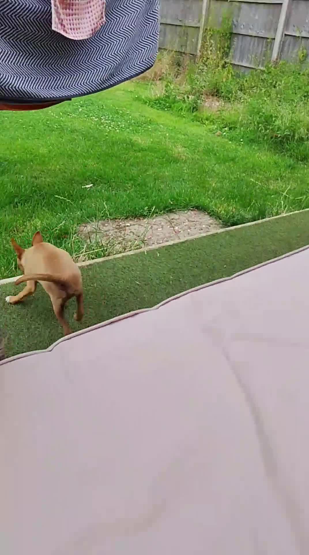Chihuahua dogs for sale: Chihuahua pup looking for a big adventure  in Newmarket - Video 2