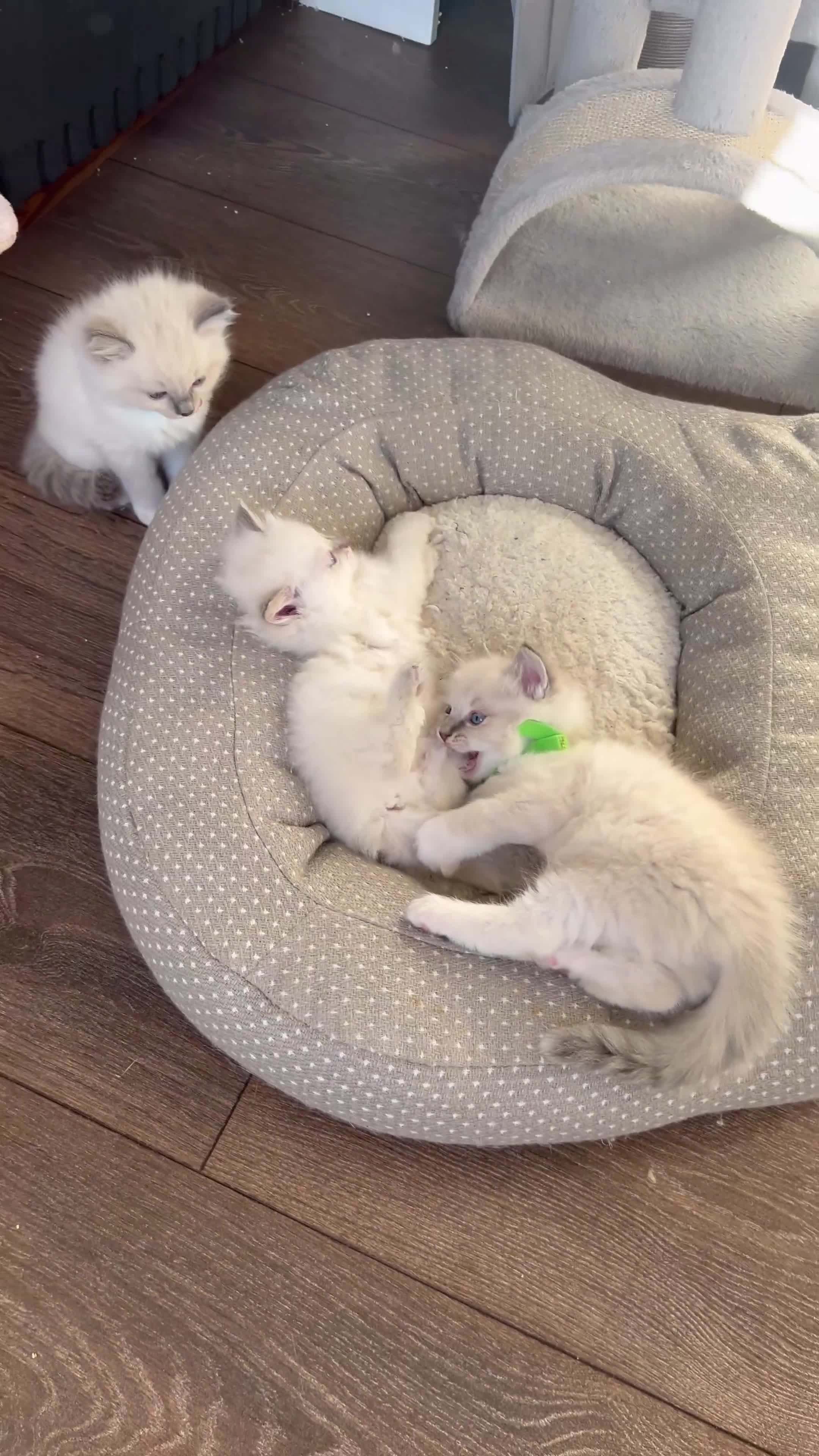 Ragdoll cats for sale: 3 Pure Ragdoll kittens and their mum  - Video 4