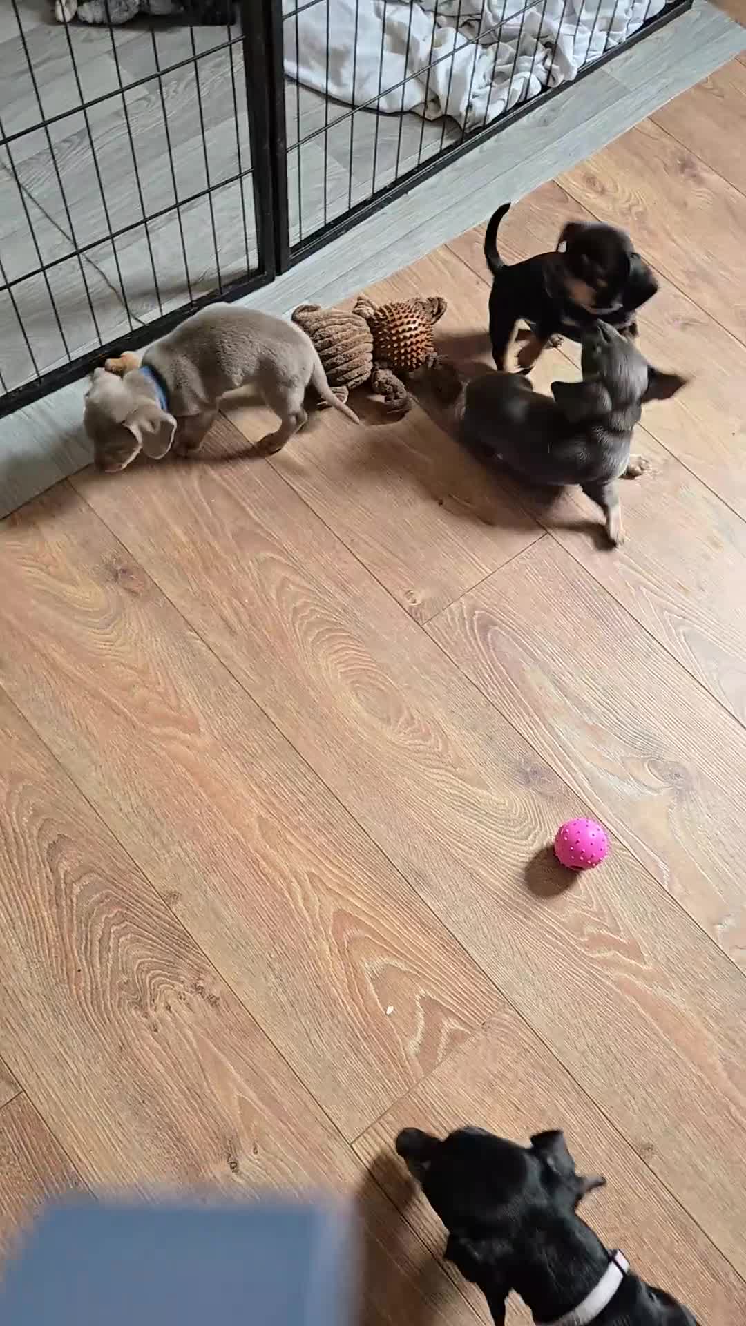 Mixed Breed dogs for sale: 5 beautiful Chiweenie puppies for Sale  - Video 1