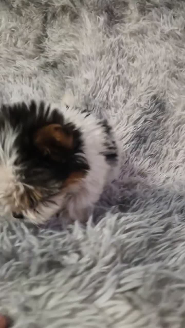 Biewer Terrier dogs for sale: Pure Miniature Biewer Terrier Puppies - Video 2