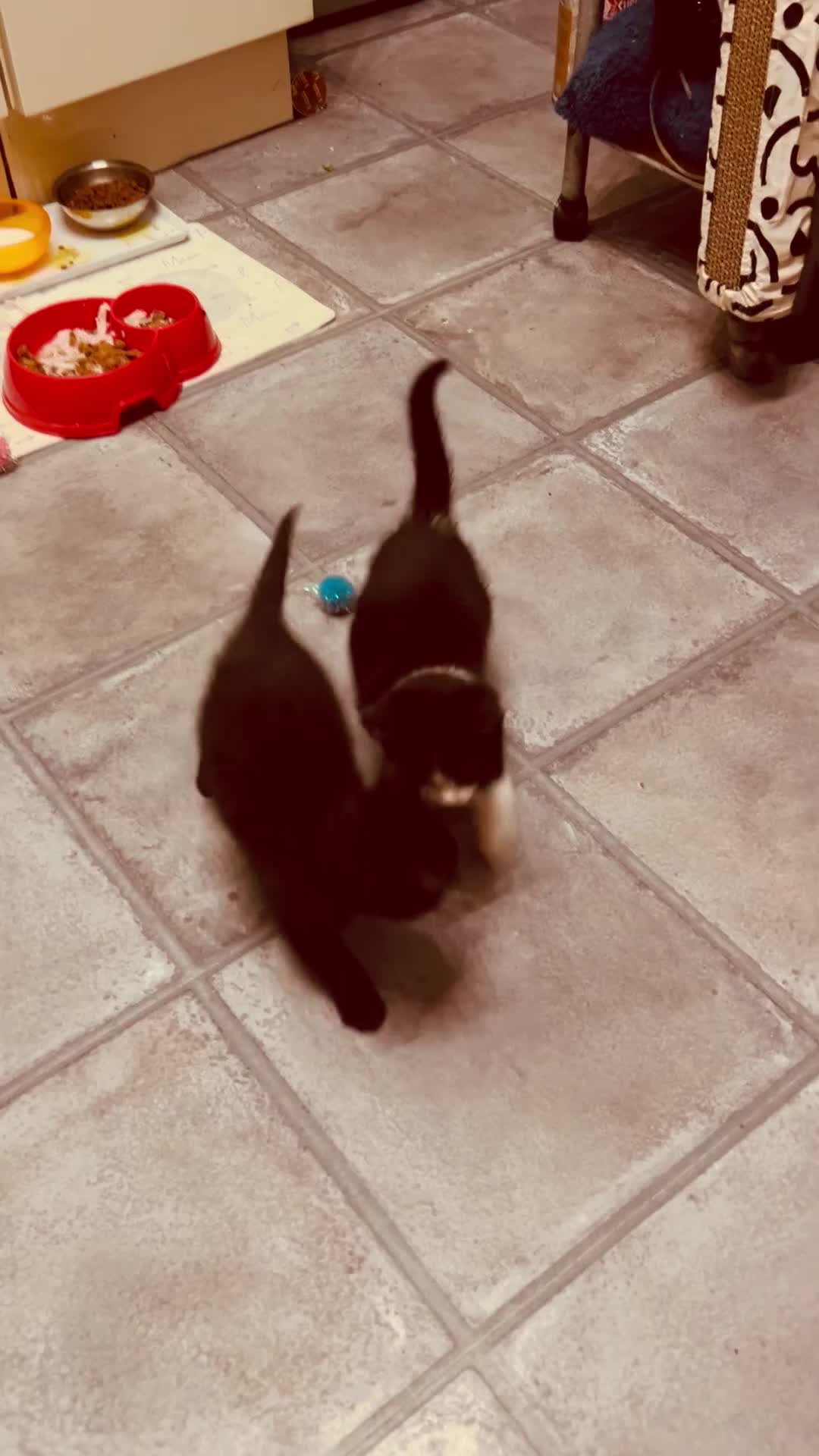Mixed Breed cats for sale: Adorable kitty For black cat lovers  - Video 2