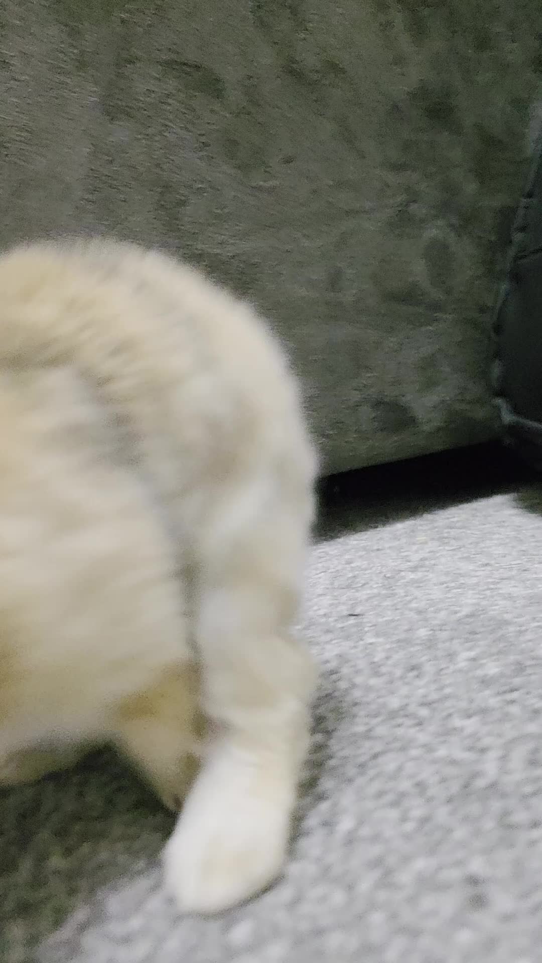 Mixed Breed rabbits for sale: Mix bread Bunnies  - Video 4