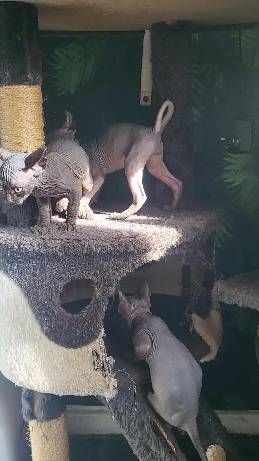 Sphynx cats for sale: 🐾 Exceptional Sphynx Kittens  🐾 - Video 3