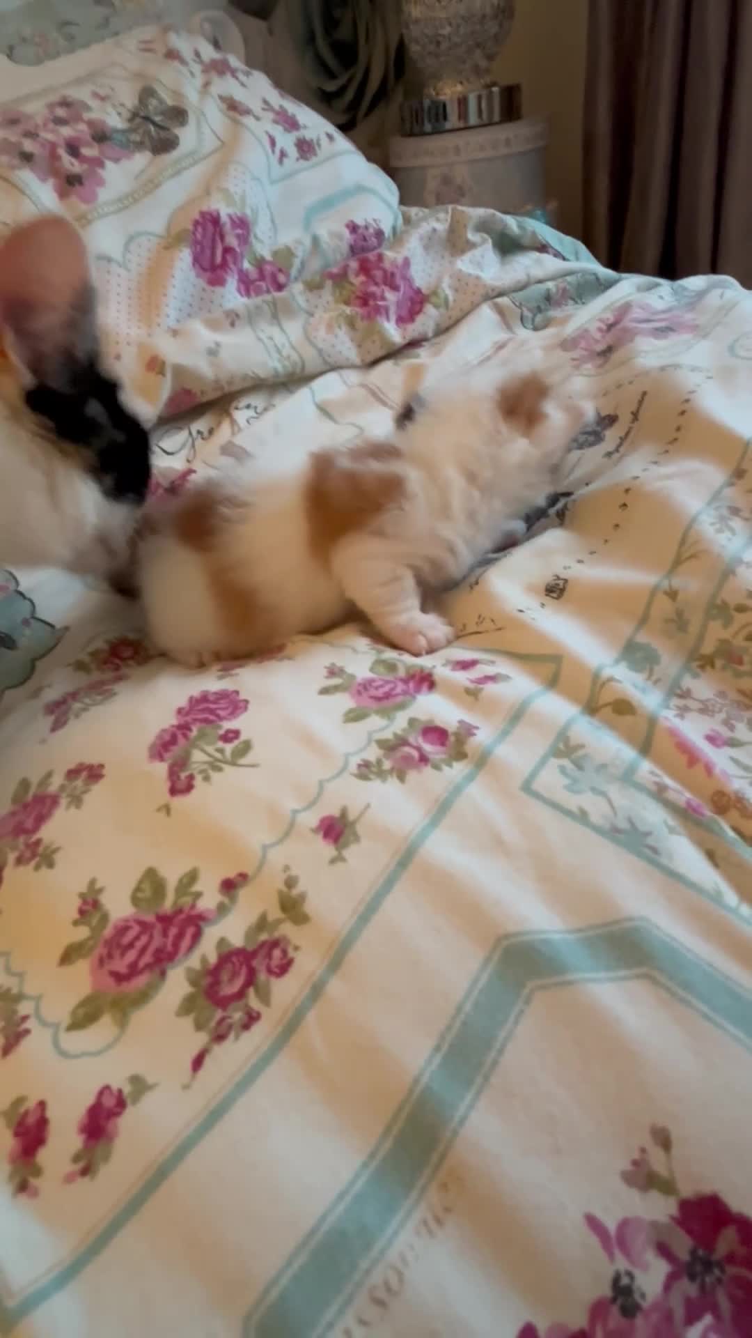 Mixed Breed cats for sale: Girl kittens - Video 2
