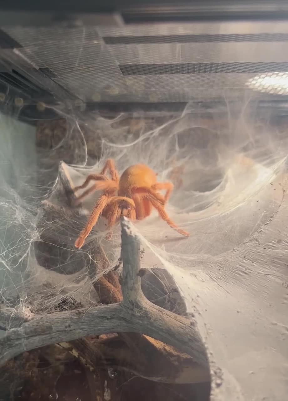 Tarantulas invertebrates for sale: Various tarantulas looking for new homes - Video 4