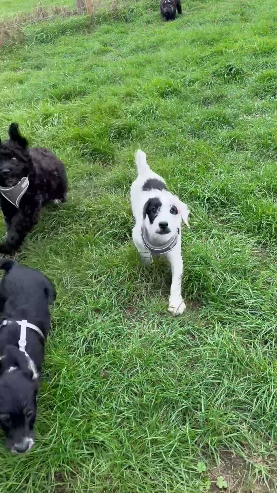 Mixed Breed dogs for sale: Miniature Poodle X French Bulldog Puppies - Video 3