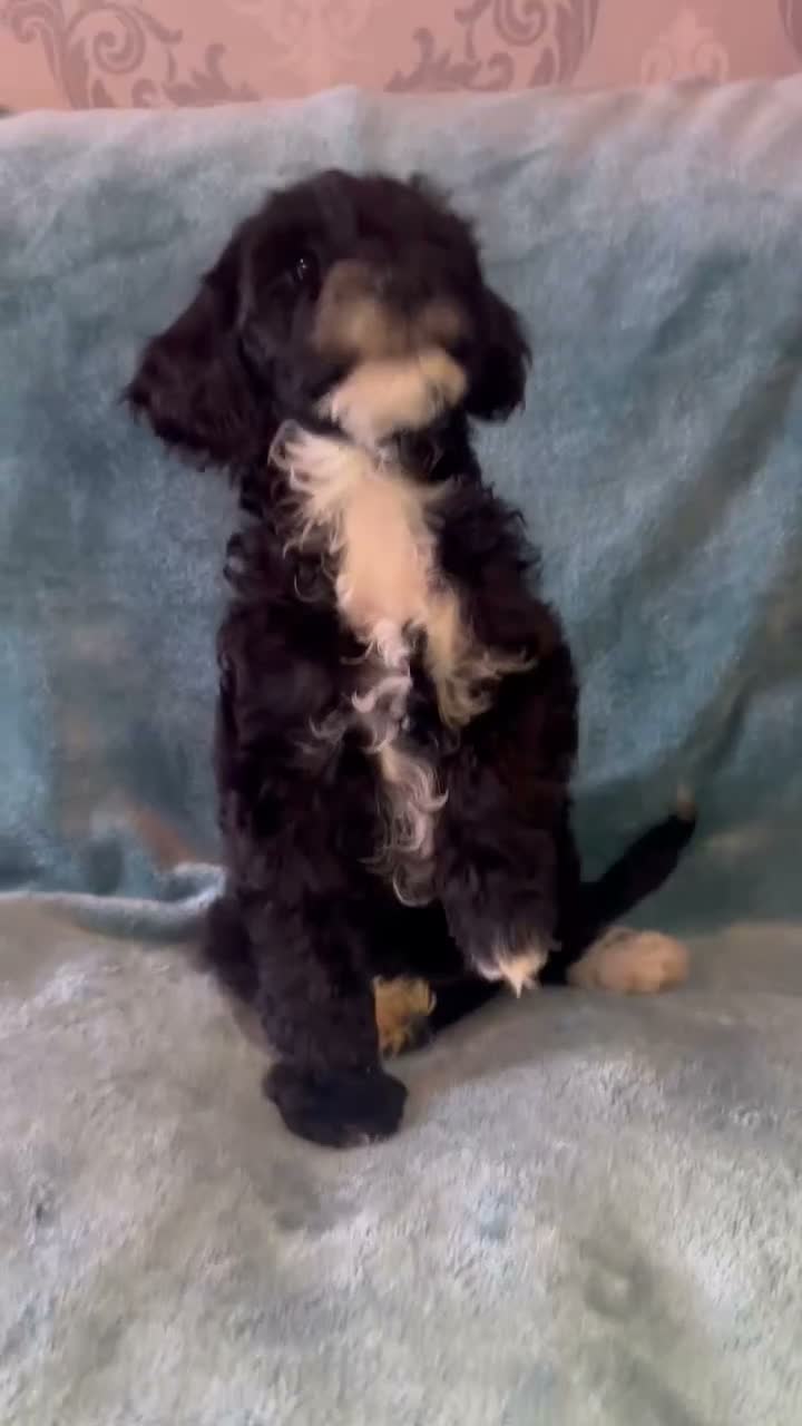 Australian Labradoodle dogs for sale: Australian Labradoodle Small Size  - Video 3