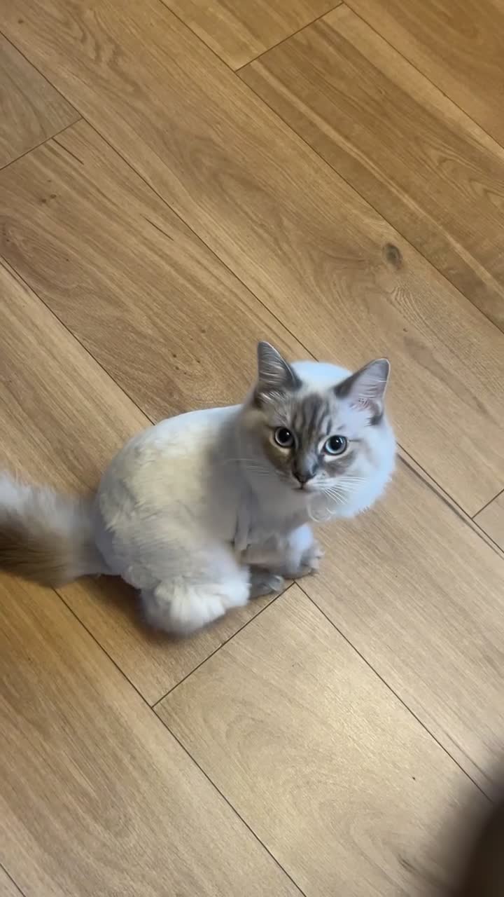 Ragdoll cats for sale: Lady the ragdoll  - Video 1