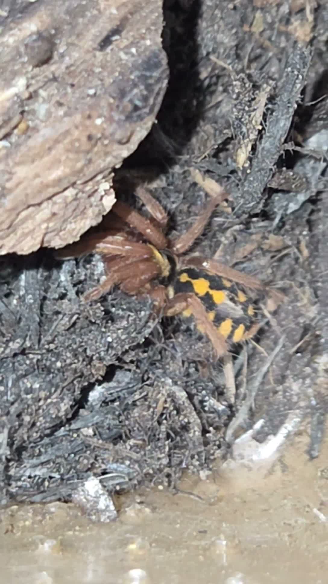 Tarantulas invertebrates for sale: List of tarantulas available  in Bradford - Video 4