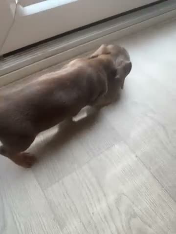 Miniature Dachshund dogs for sale: Dachund babies  - Video 2