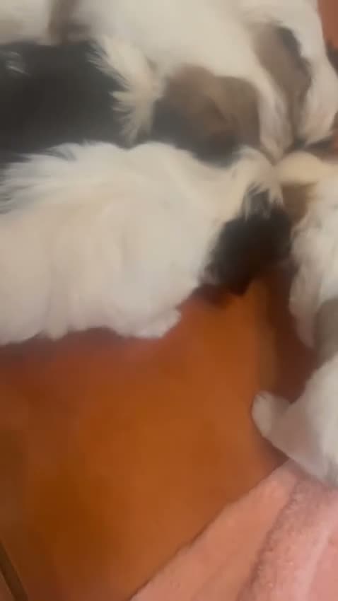 Shih Tzu dogs for sale: Adorable Shih Tzu puppies ready to go now! in Gateshead - Video 1