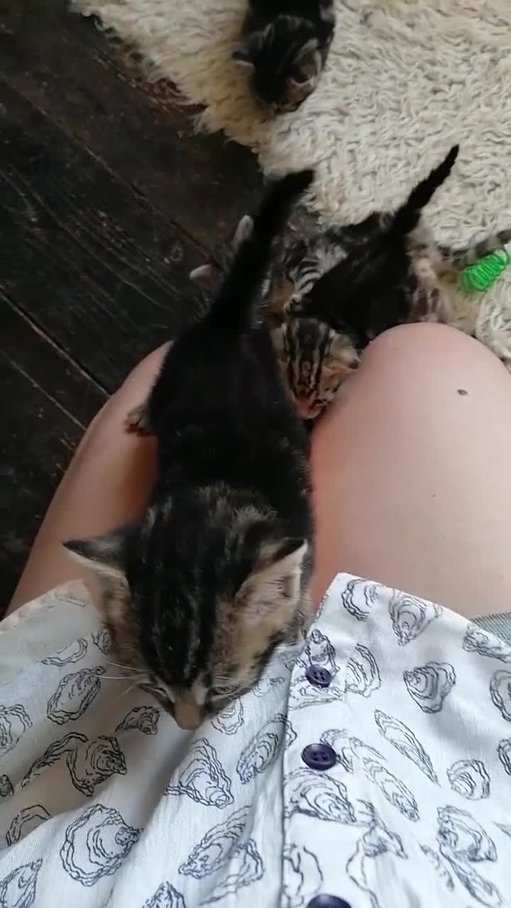 Mixed Breed cats for sale: Beautiful kittens  - Video 1