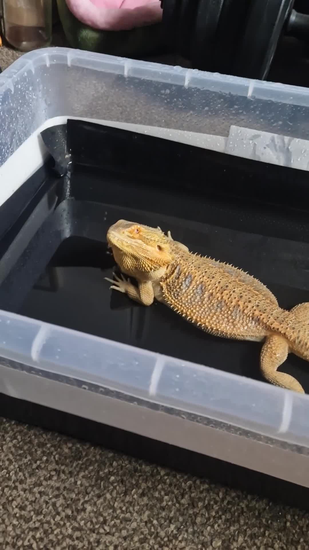 Bearded Dragon reptiles for sale: Bearded dragon - Video 1