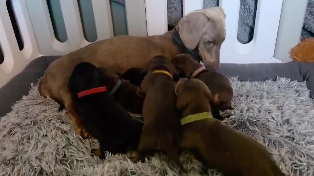 Dachshund dogs for sale: Miniature Dachshund Puppies (PRA Clear) in Clacton-on-Sea - Video 2