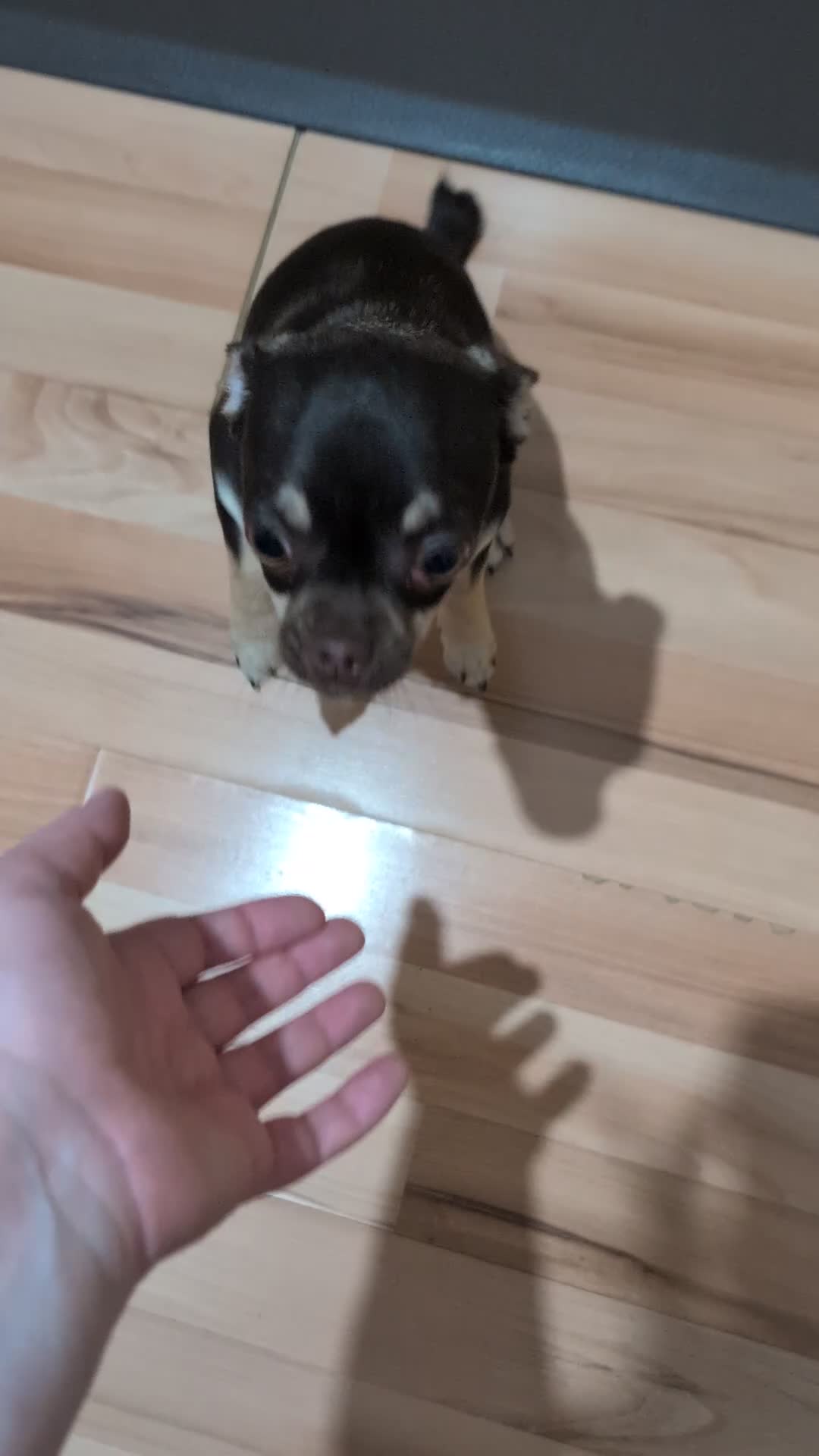 Chihuahua dogs for sale: Chocolate Tri female chihuahua - Video 1