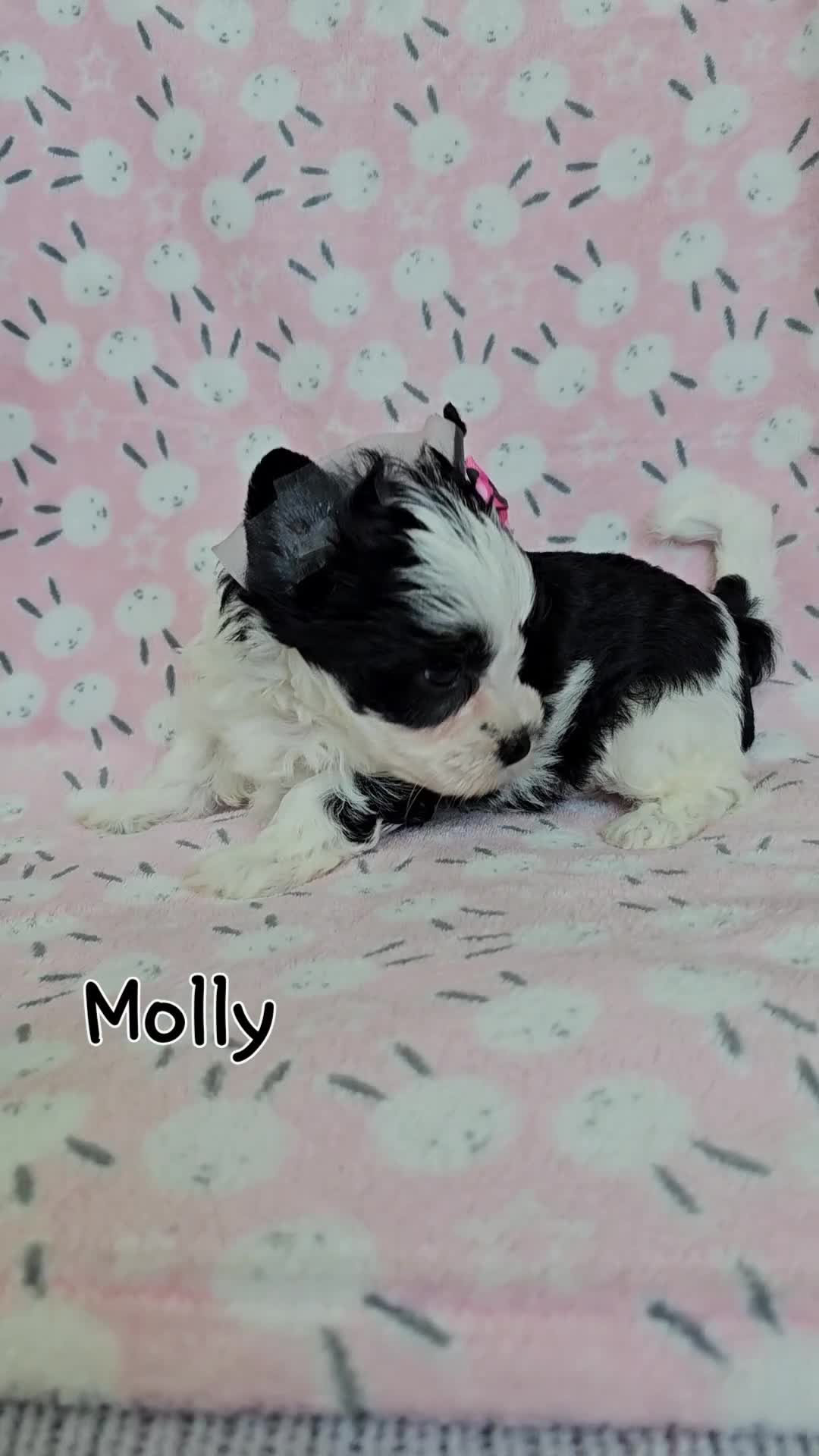 Yorkshire Terrier dogs for sale: Adorable Colourful yorkies 3 LEFT - Video 3