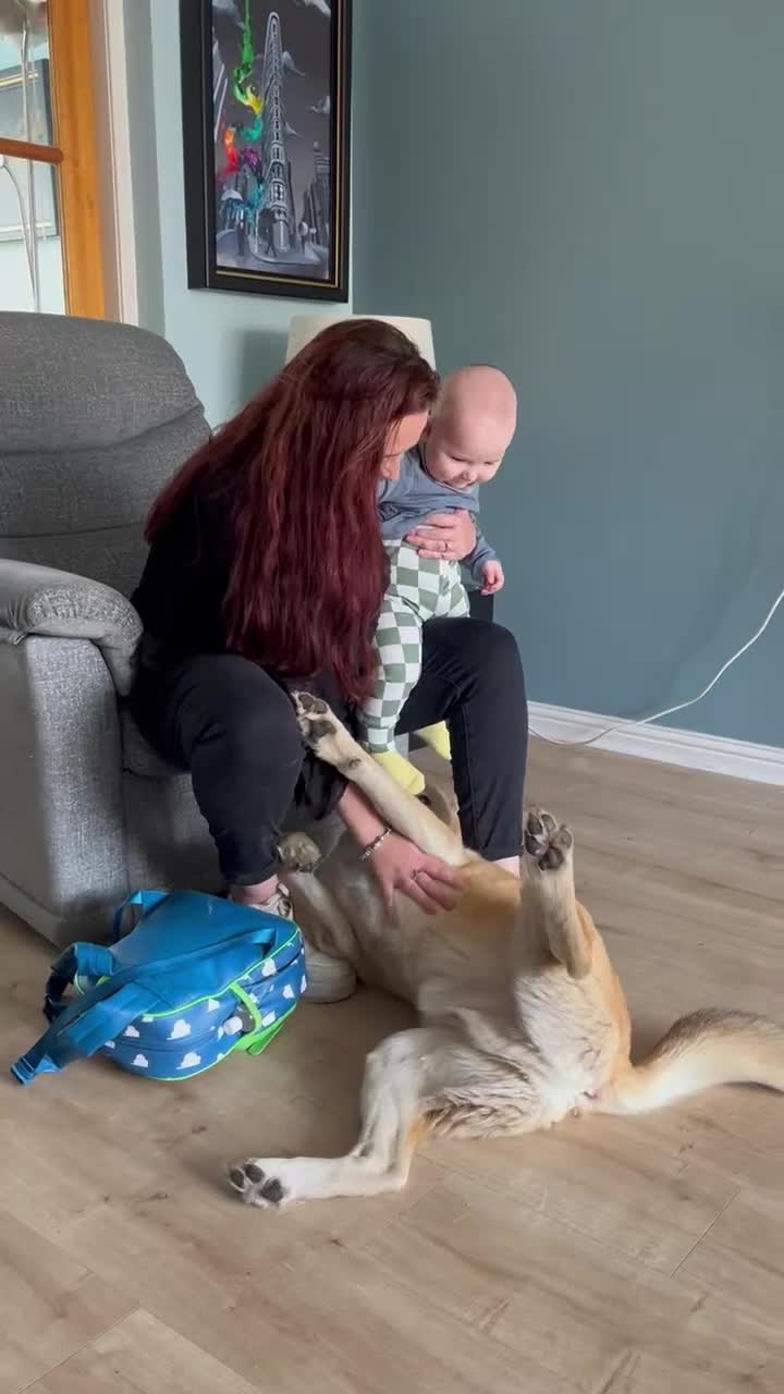 Huskita dogs for sale: Ad for joint owner. No £75 cost. Live local to FK  - Video 1