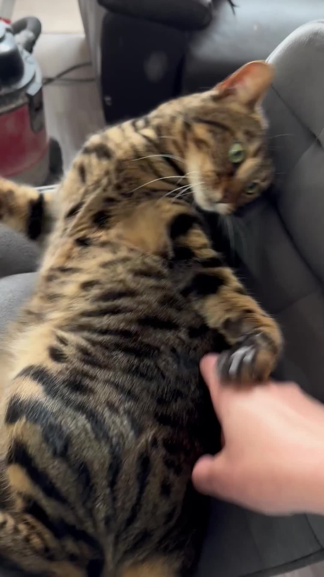 Bengal cats for sale: Bengal mix cat - Video 1