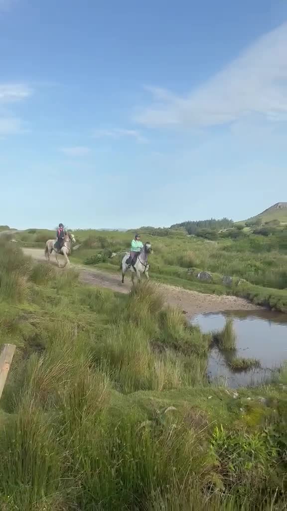 Appaloosa horses for sale: Knabstrupper x Appaloosa gelding  - Video 4