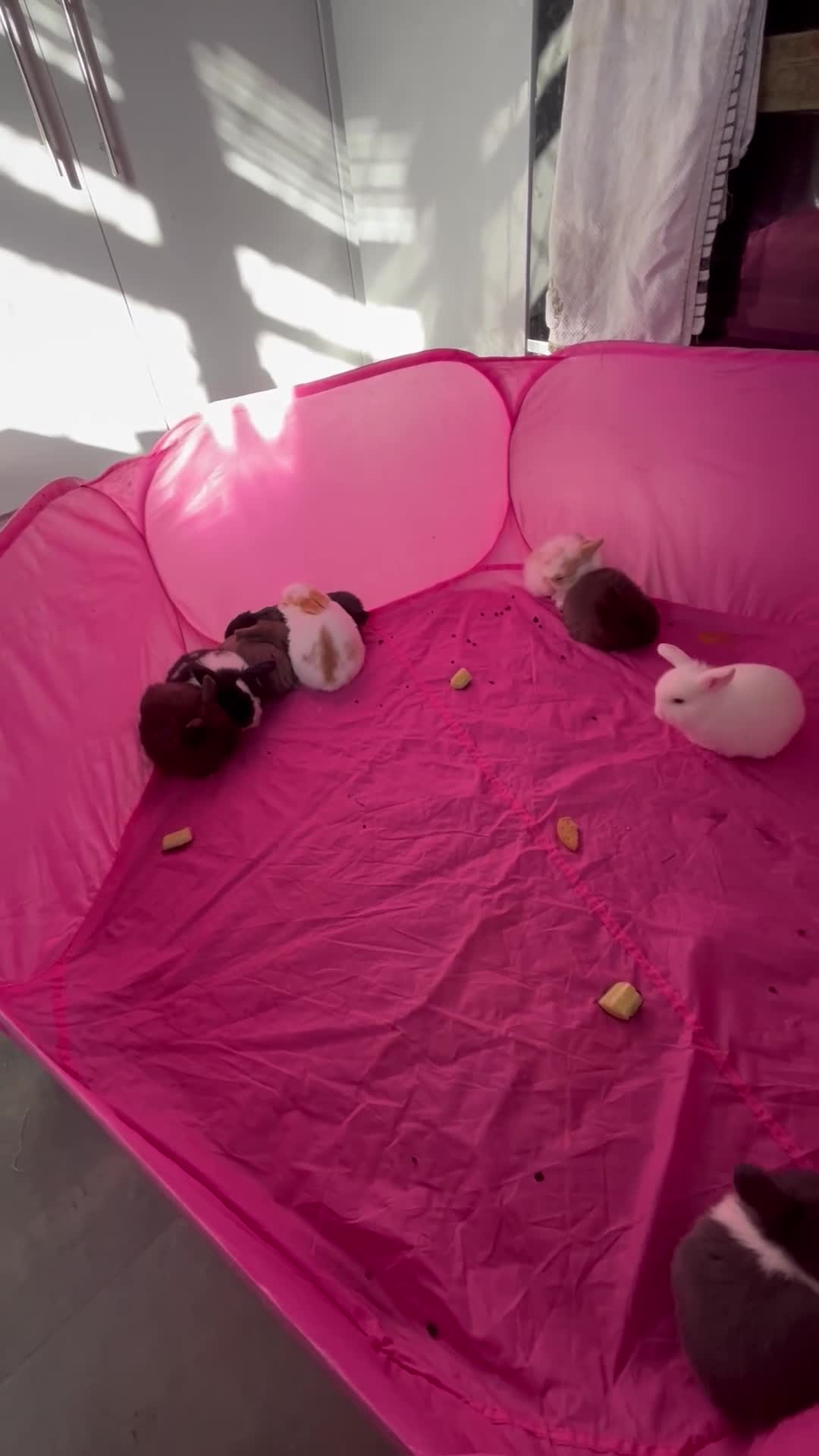 Mini Lop rabbits for sale: Mini lop babies  - Video 4