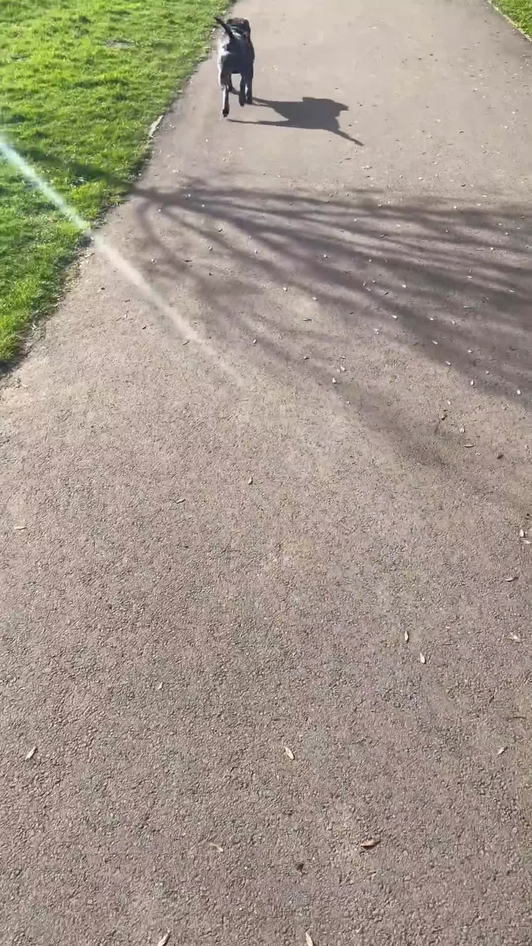 Staffordshire Bull Terrier dogs for sale: Rocco - 2 years old in Nuneaton - Video 2