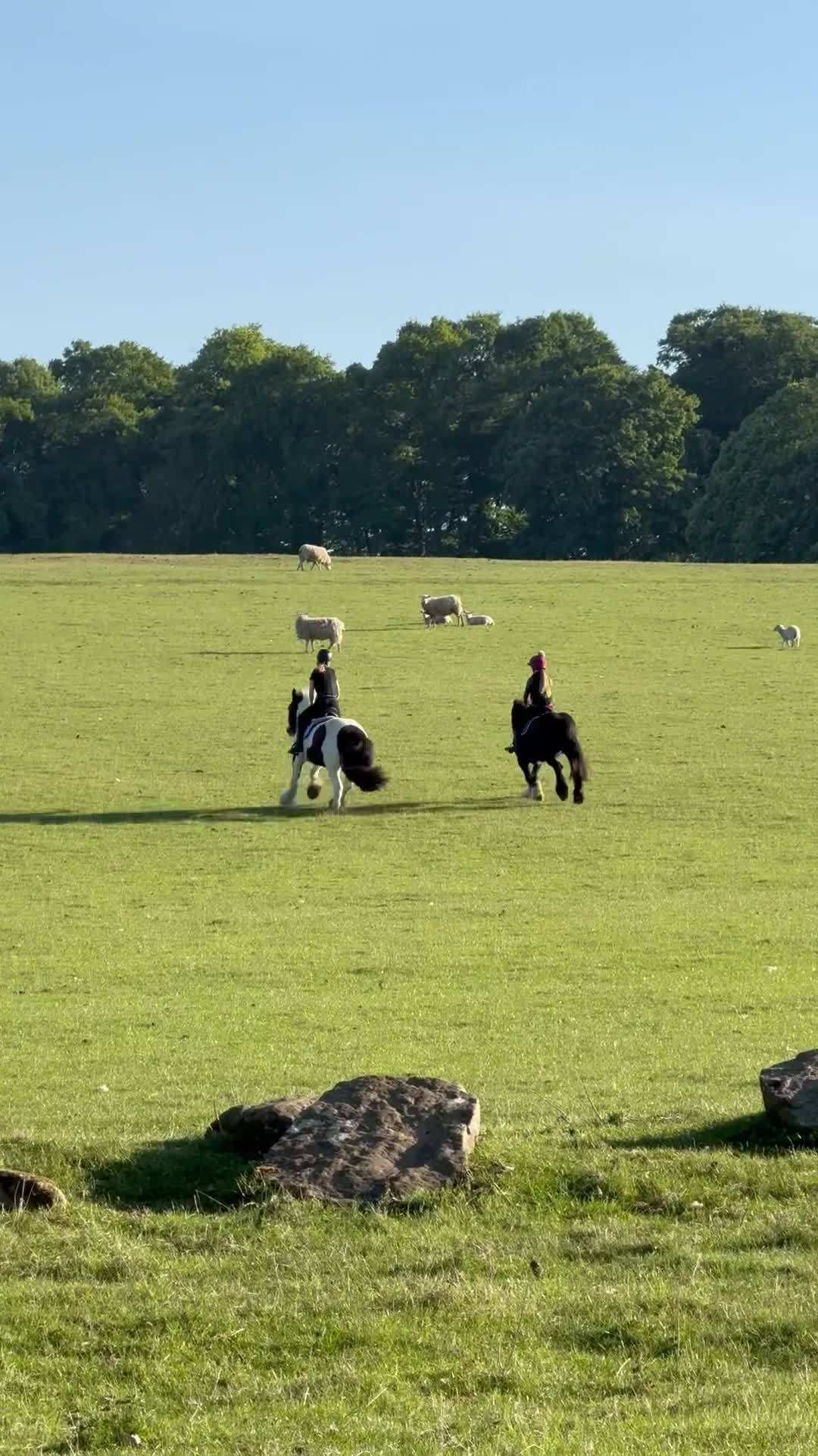 Riding pony horses for sale: 12 yr old cob mare. Perfect happy hacker/lead rein - Video 2