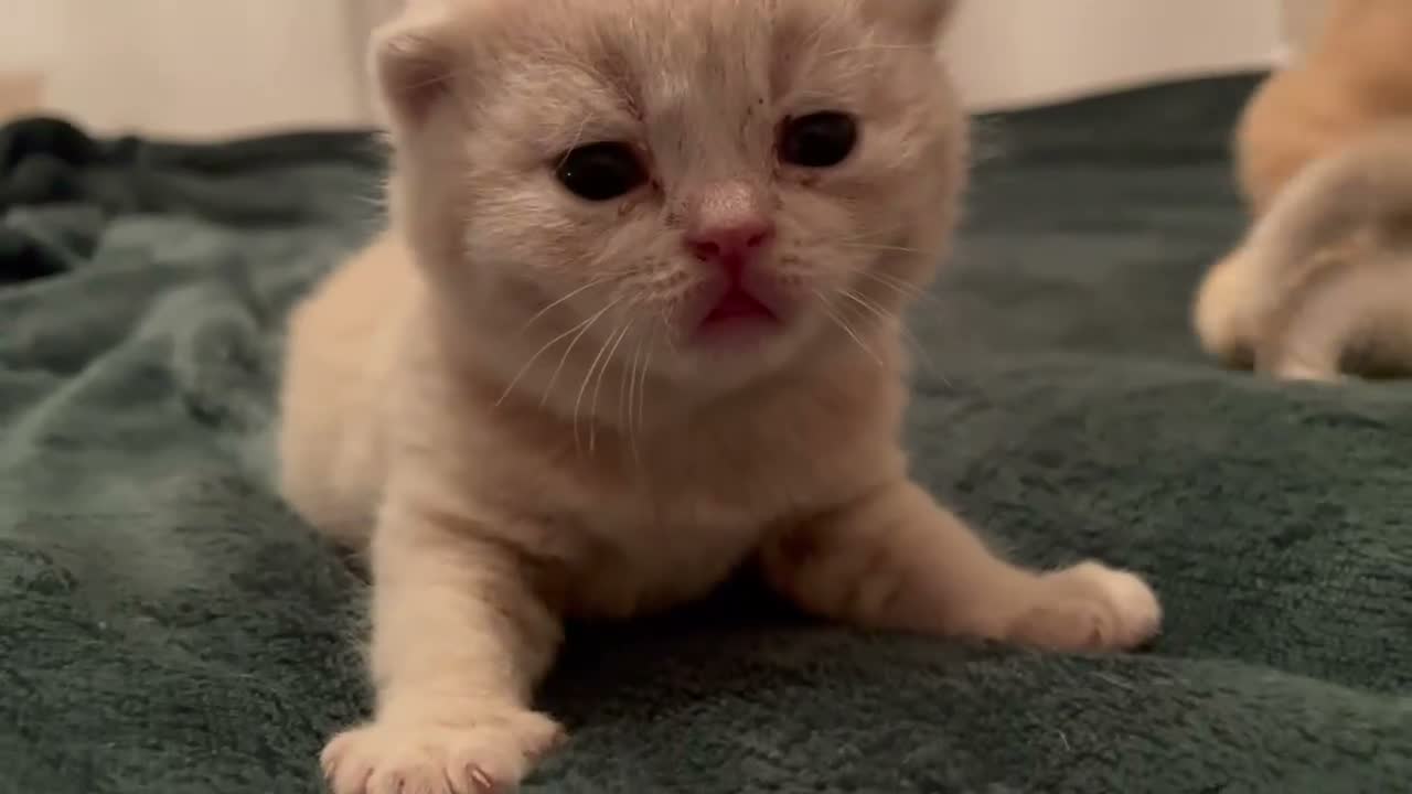 British Shorthair cats for sale: Beautiful Quality Chunky BSH Kittens  - Video 2