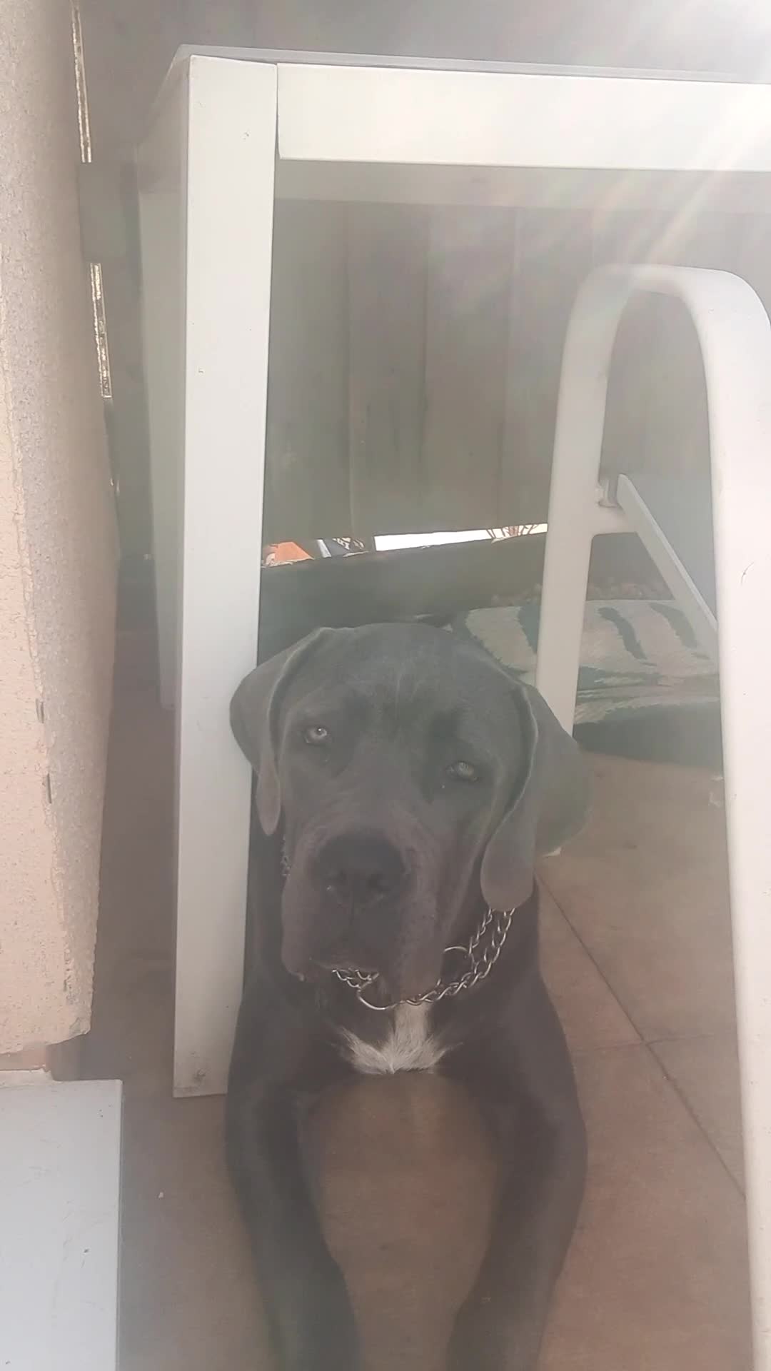 Cane Corso dogs for sale: Stunning Blue-Grey Cane Corso Female  - Video 2