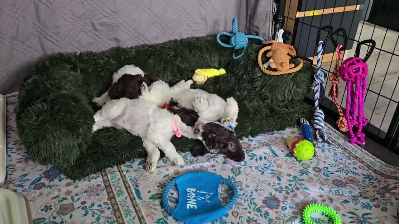 Sproodle dogs for sale: 💫💗Last Gorgeous Sproodle Girl🐾 Available🐶🩷🐾 - Video 3