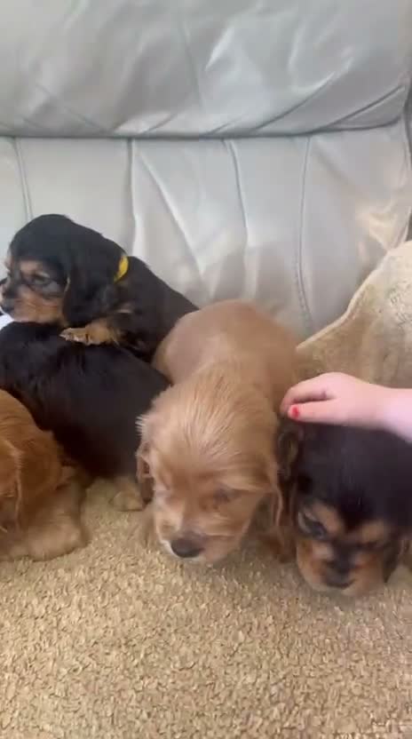 Cocker Spaniel dogs for sale: Show cocker spaniel puppies  - Video 1