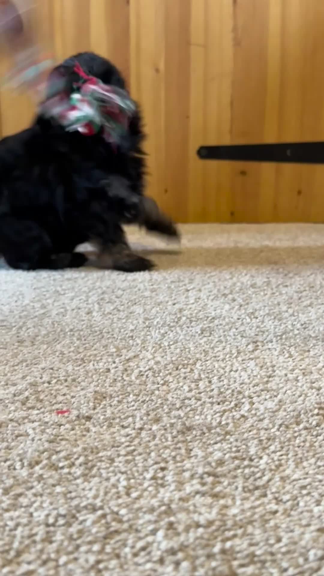 Yorkiepoo dogs for sale: Beautiful puppies  - Video 4
