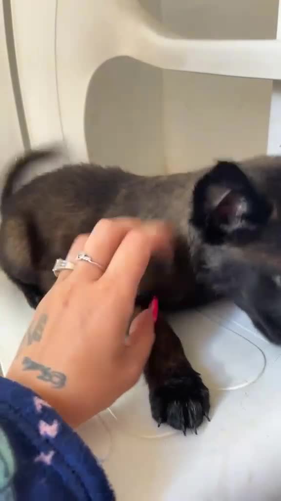 Belgian Shepherd Dog dogs for sale: 1 male Belgian Malinois puppy  - Video 1