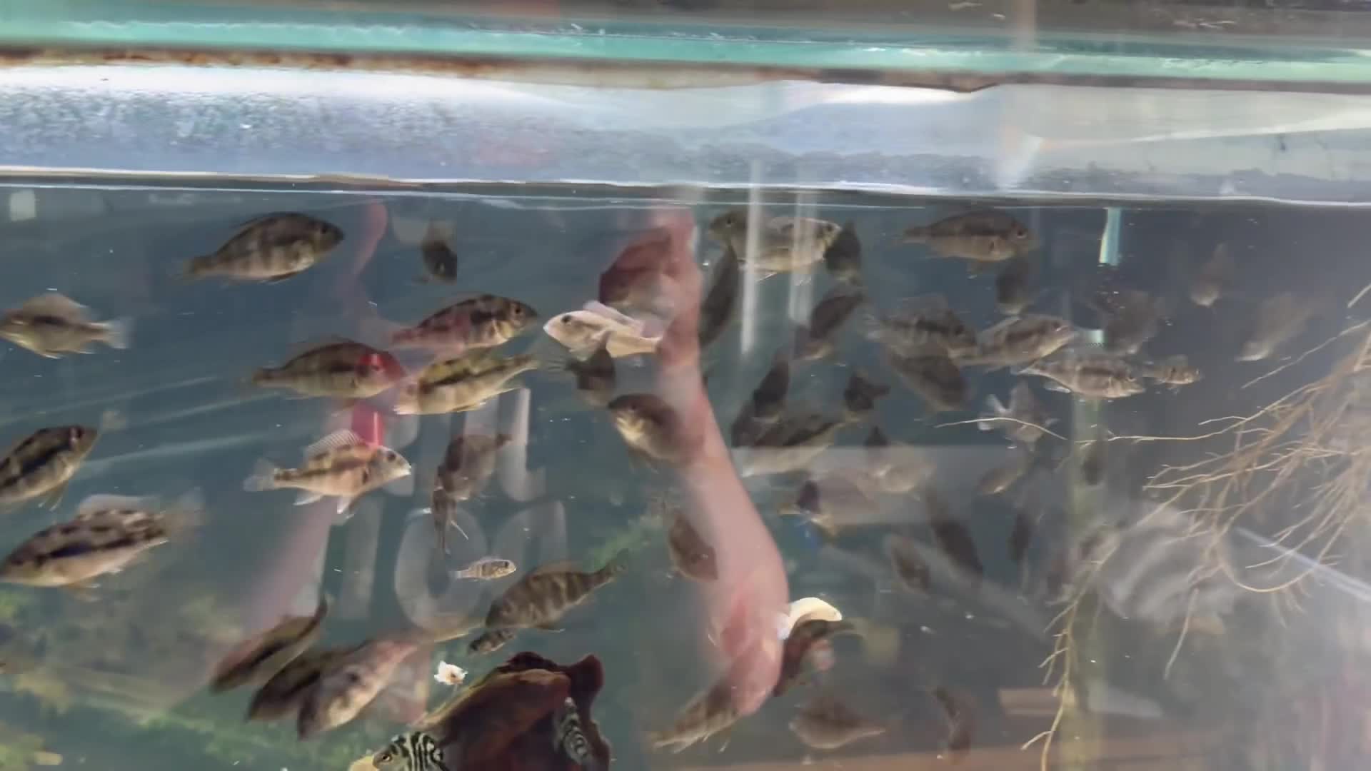 Cichlids fish for sale: Red head geos  - Video 1