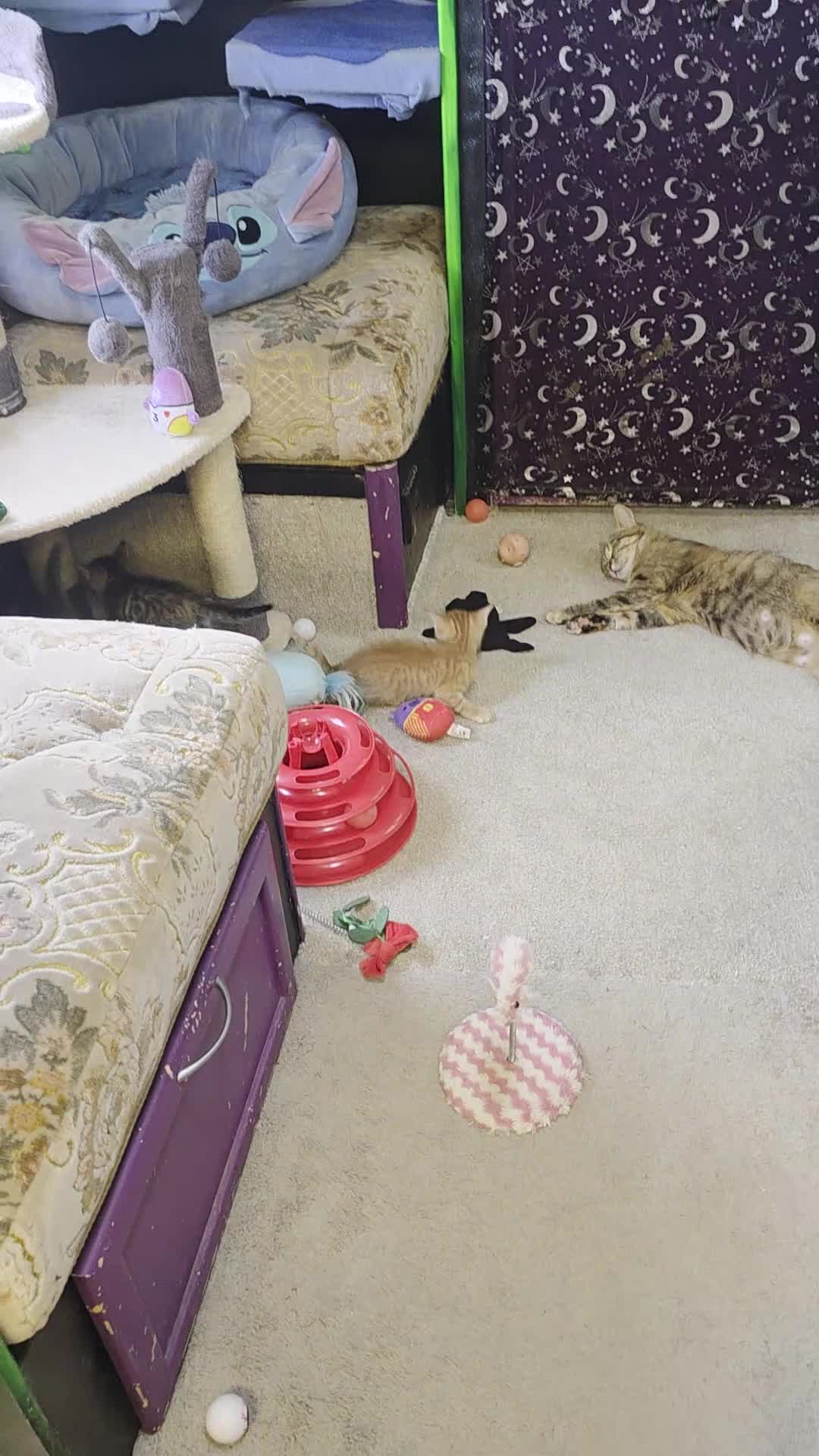 Mixed Breed cats for sale: 3 boys 2 girls kittens  - Video 4