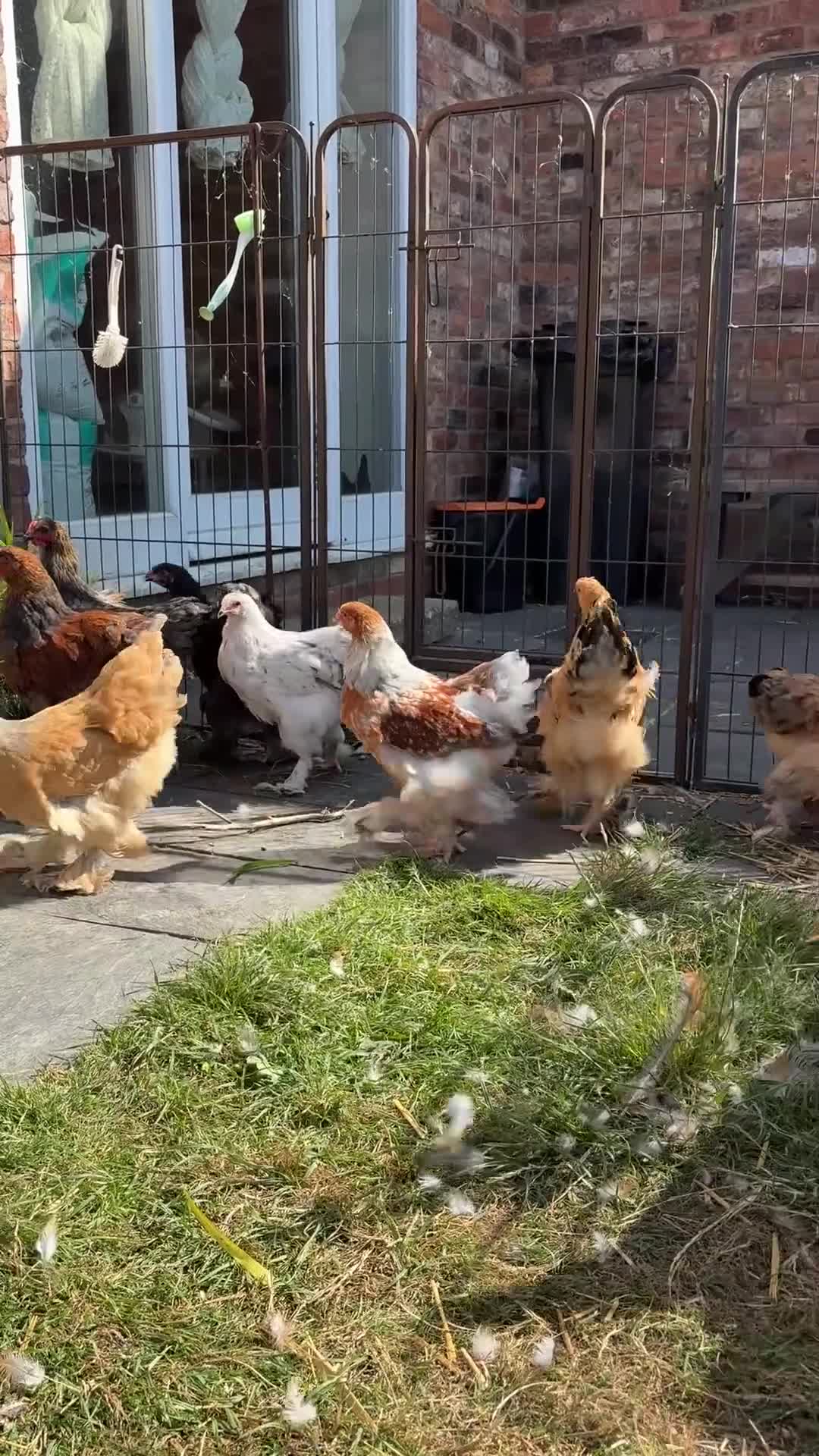 Chickens poultry for sale: Large Fowl Brahma Pairs Mixed Colours - Video 1