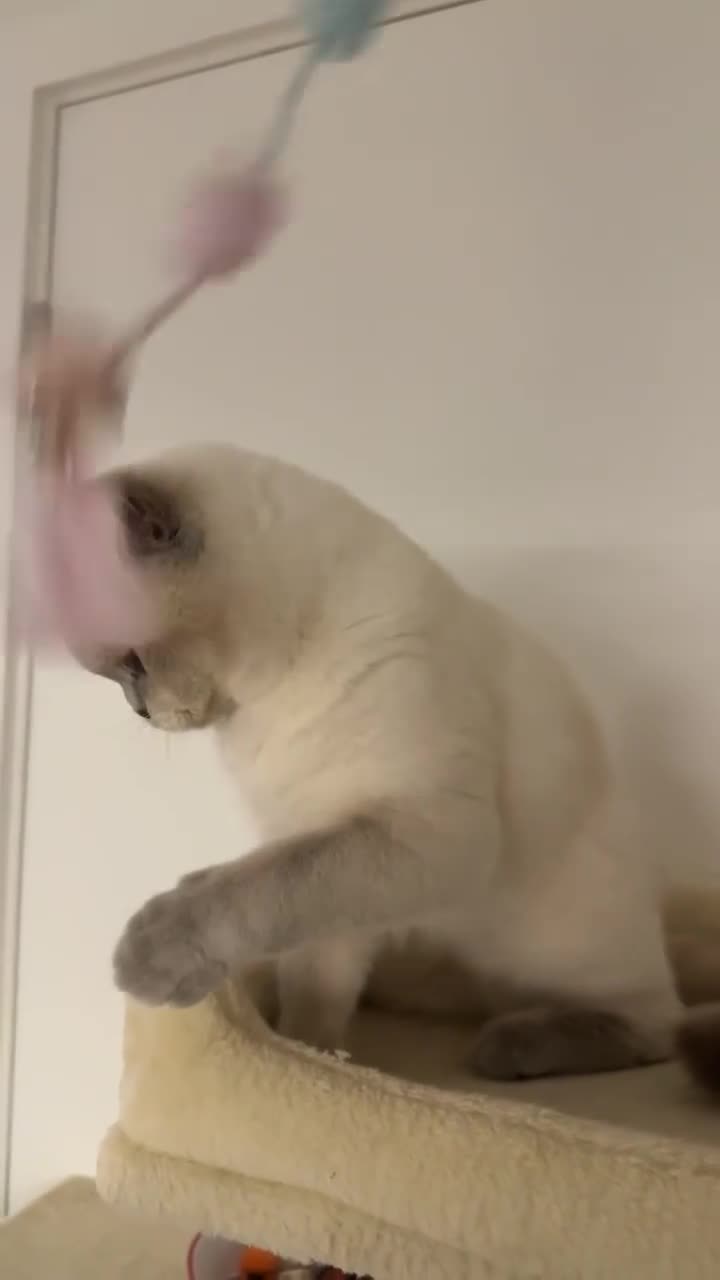 British Shorthair cats for sale: Gorgeous Cat Looking for a Loving New Home - Video 2