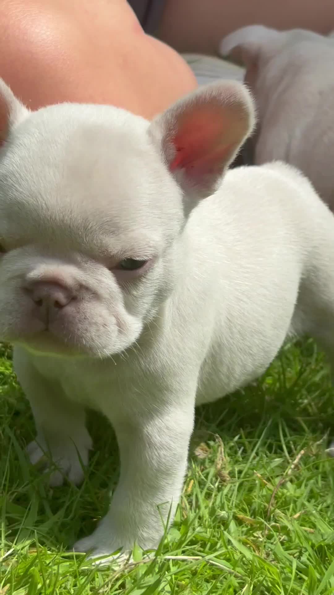 French Bulldog dogs for sale: 🔥READY NOW🔥KC registered frenchie pups❤️‍🔥 - Video 4